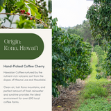 Image of coffee farm in Kona, Hawai'i. Hand-Picked Coffee Cherry