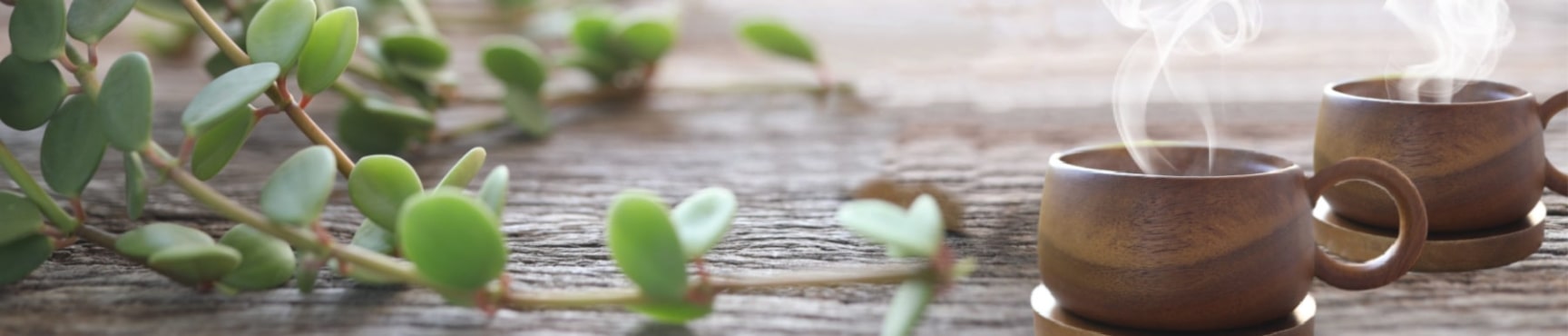coffee cups with plant