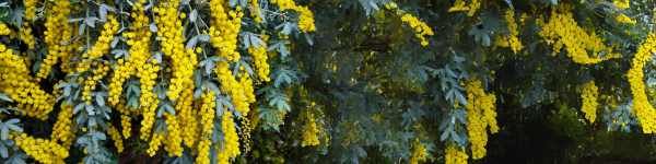 Canberra Braces for an Intense Pollen Season