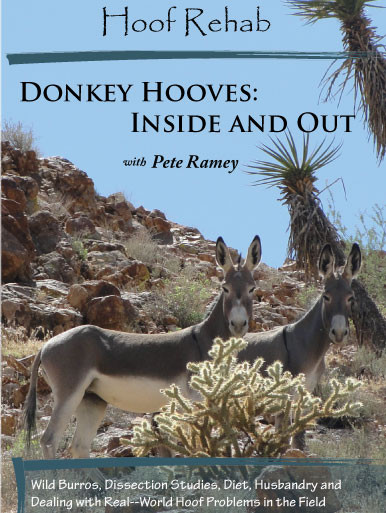 Donkey Hooves: Inside and Out