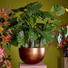 Artificial Alocasia Calidora plant with broad elephant-ear leaves and natural trunk