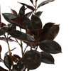 Rubber Leaf Artificial Tree 155cm Burgundy Silk Leaves & Natural Trunk