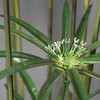 Tall Cyperus grass artificial plant with long slender green blades