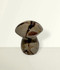 Septarian Mushrooms - a piece in a medium size, back-facing, against a light cream coloured background.