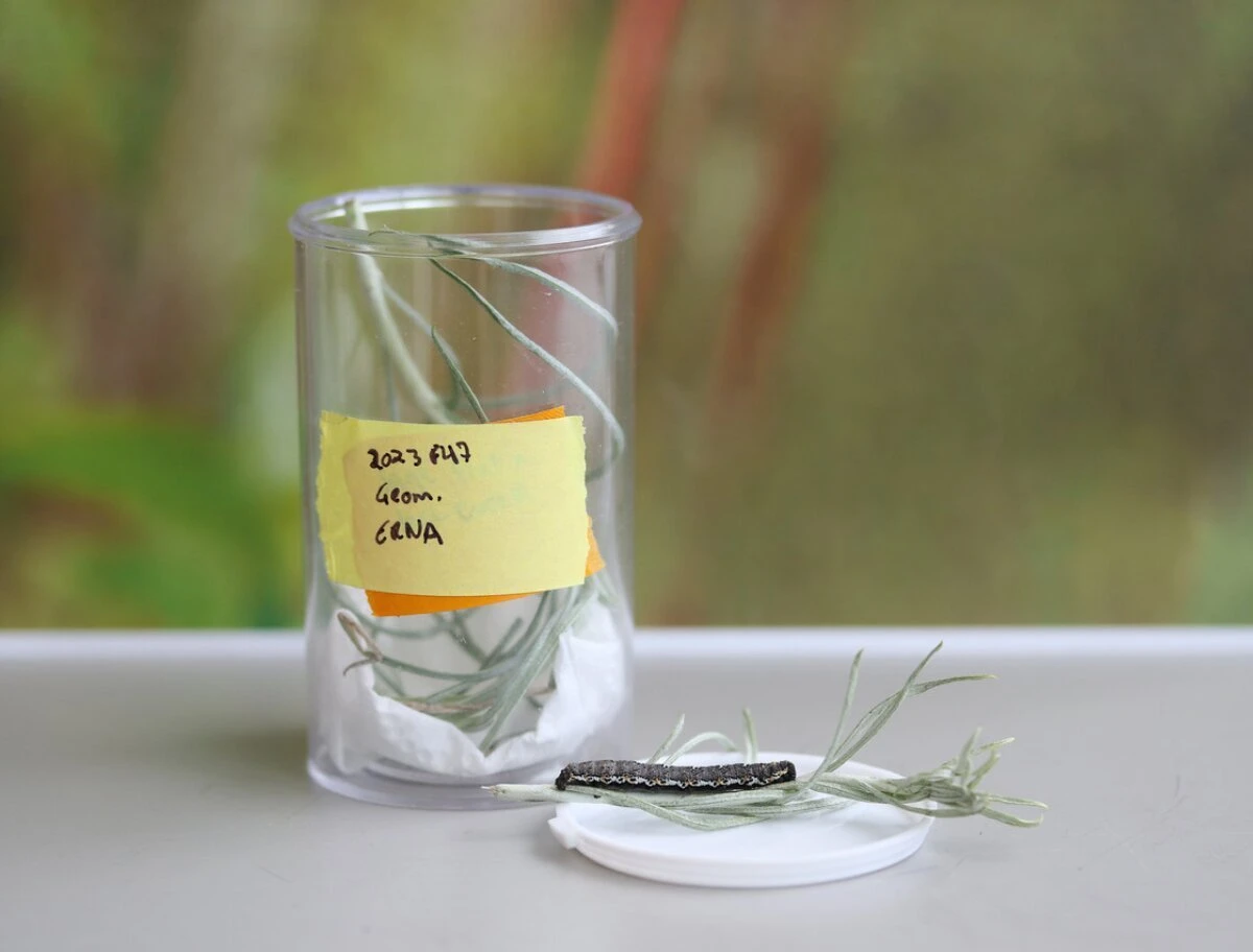 Labeled clear vial used by a collector to hold a specimen with plant material
