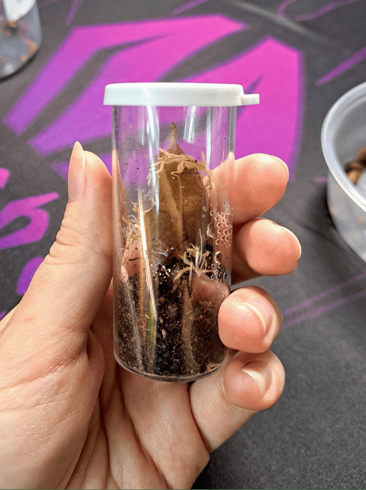 Collector holding a 40 dram clear vial set up with substrate and leaf litter for a spider