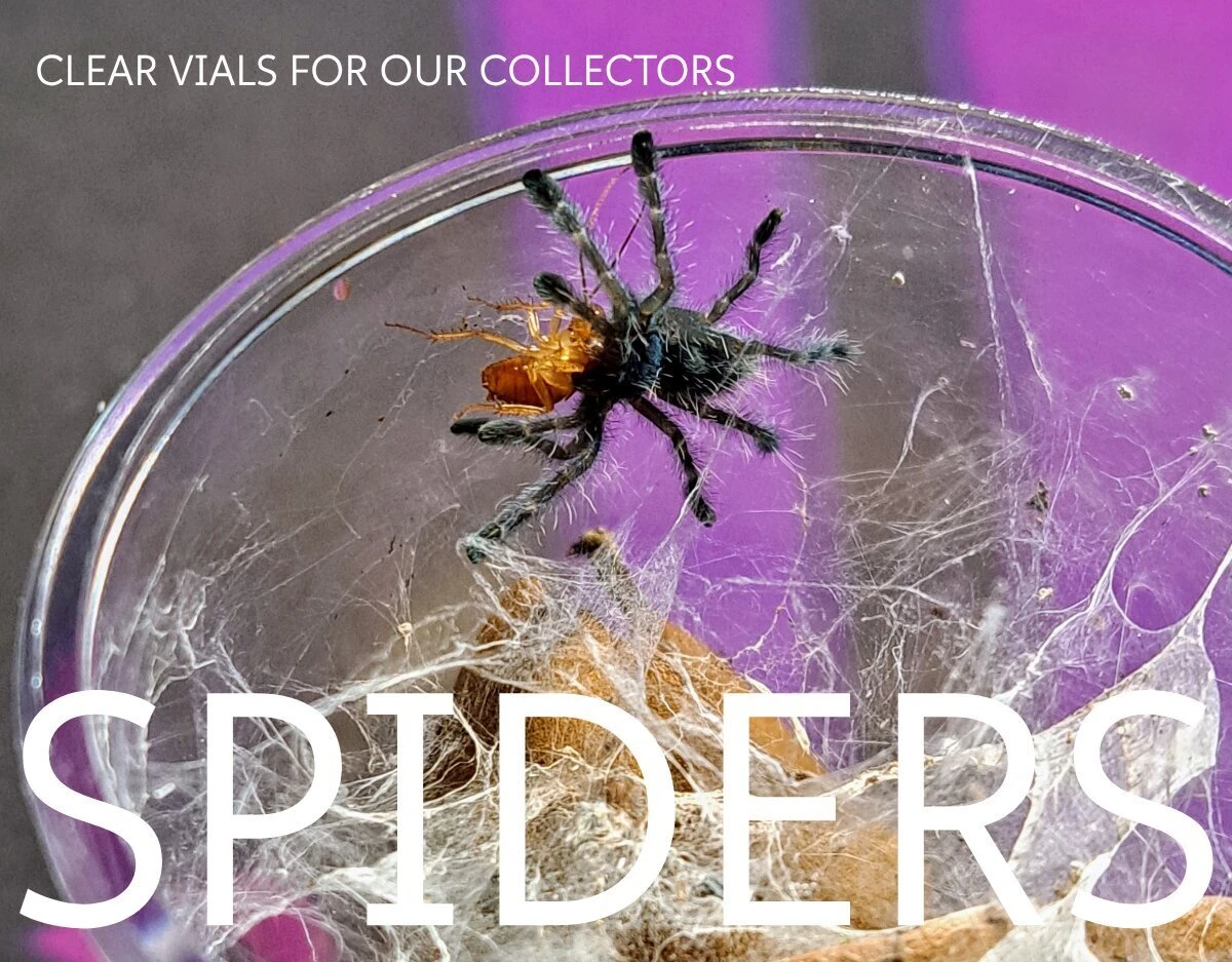 Tarantula inside a clear Thornton Plastics vial, clear vials for spider collectors