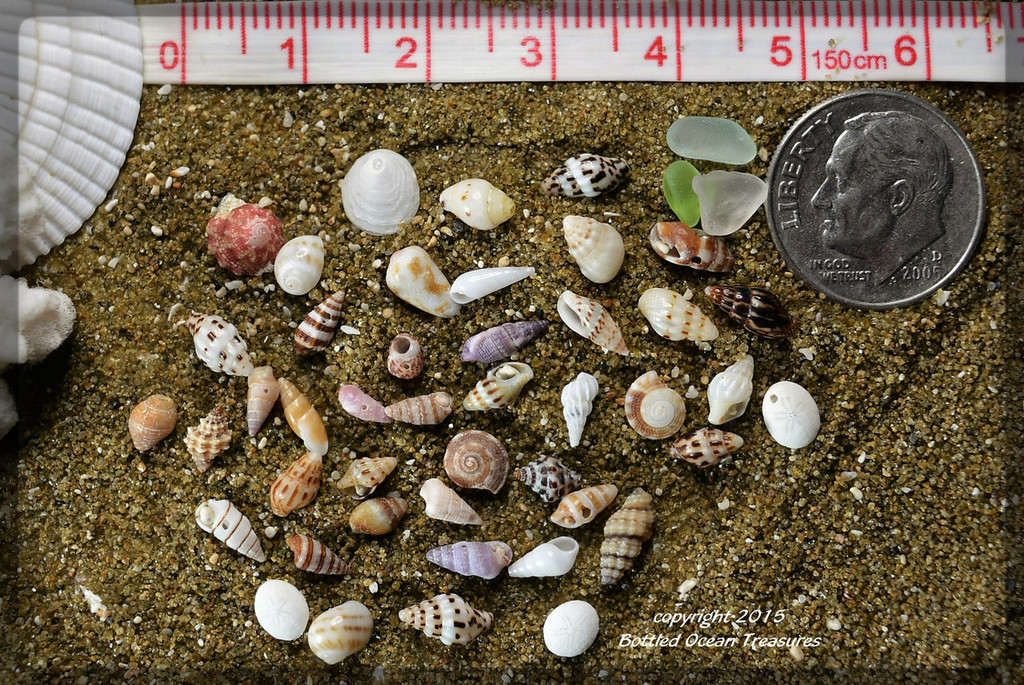 Micro Hawaiian seashells