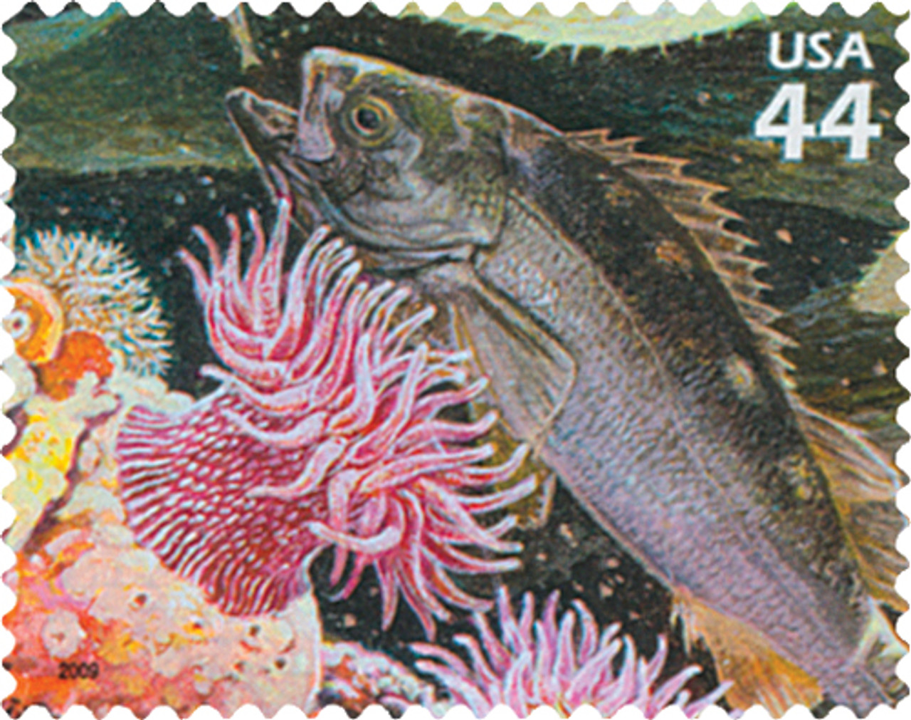 4423e - 2009 44c Kelp Forest: Rockfish and White Spotted Rose Anemone -  Mystic Stamp Company