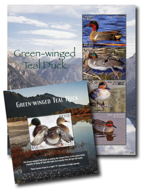 MFN513  - 2021 Green-winged Teal Ducks, 1 Mint Sheet of 4 & 1 Mint Souvenir Sheet, Nevis