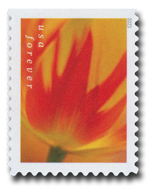 5780  - 2023 First-Class Forever Stamp - Tulip Blossoms: Orange and Red Tulip (booklet stamp)