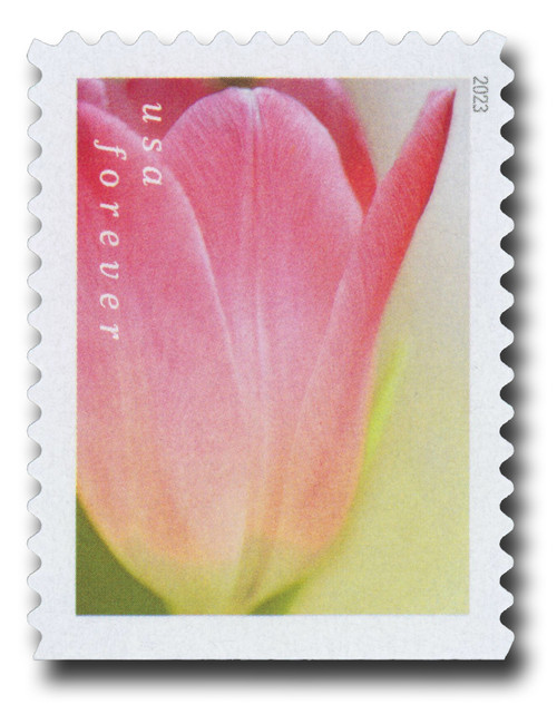 5786  - 2023 First-Class Forever Stamp - Tulip Blossoms: Pink Tulip and Yellowish Background (booklet stamp)