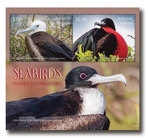 MFN563  - 2019 $7.50 - $8.50 Seabirds: Magnificent Frigatebird, Mint Souvenir Sheet of 2, Antigua