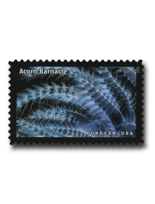 5802k - 2023 First-Class Forever Stamp - Life Magnified: Starling 