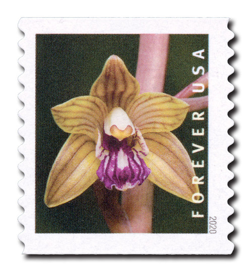 5441  - 2020 First-Class Forever Stamp - Wild Orchids (coil): Hexalectris spicata