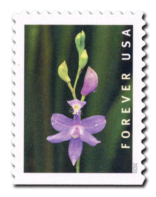 5454  - 2020 First-Class Forever Stamp - Wild Orchids (booklet): Calopogon tuberosus