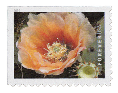 5350 - 2019 First-Class Forever Stamp - Cactus Flower: Opuntia engelmannii