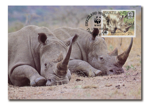 AC474  - 7/1/1987, Swaziland, White Rhinoceros Laying Down