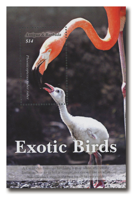 MFN311  - 2019 $14 Exotic Birds: Flamingos