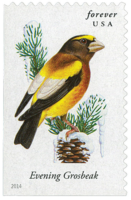 4887  - 2014 First-Class Forever Stamp - Songbirds: Evening Grosbeak