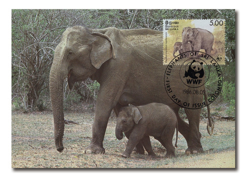 AC493  - 08/05/1986, Sri Lanka, Asian Elephant, Mom and baby