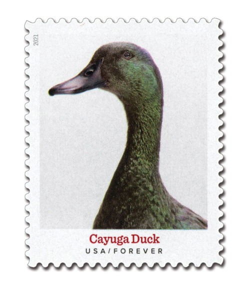 5591  - 2021 First-Class Forever Stamp - Heritage Breeds: Cayuga Duck