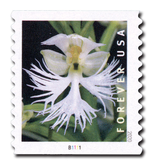 5443  - 2020 First-Class Forever Stamp - Wild Orchids (coil): Platanthera leucophaea