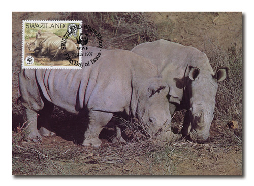 AC473  - 7/1/1987, Swaziland, White Rhinoceros Eating