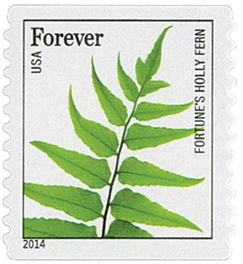 4874  - 2014 First-Class Forever Stamp - Ferns (non-denominated): Fortune's Holly Fern