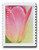 5786  - 2023 First-Class Forever Stamp - Tulip Blossoms: Pink Tulip and Yellowish Background (booklet stamp)