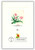 55858 FDC - 1991 Tulip Booklet 29c Denominated Proofcard