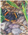 4352j FDC - 2008 42c Red Admiral Butterfly