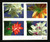 4862-65c PB - 2014 First-Class Forever Stamp - Imperforate Winter Flowers