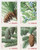 4481a  - 2010 First-Class Forever Stamp - Holiday Evergreens, block of 4 stamps