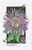 2674  - 1992 29c Wildflowers: Passionflower