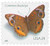 4001  - 2006 24c Common Buckeye, self-adhesive