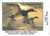 SDSC25  - 2005 South Carolina State Duck Stamp