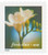 3456  - 2000 34c Lilies: Freesia, 10.5 x 10.75 perf, booklet single