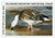 SDDE15  - 1994 Delaware State Duck Stamp