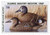 SDDE19  - 1998 Delaware State Duck Stamp
