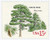 1765  - 1978 15c American Trees: White Pine