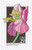 2649  - 1992 29c Wildflowers: Meadow Beauty