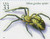 3351d  - 1999 33c Insects and Spiders: Yellow Garden Spider