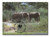 AC490  - 08/05/1986, Sri Lanka, Asian Elephant, Three Elephants on Land