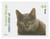 4452  - 2010 44c Adopt a Shelter Pet: Maltese Cat