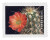 5354  - 2019 First-Class Forever Stamp - Cactus Flower: Echinocereus coccineus