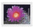 5357  - 2019 First-Class Forever Stamp - Cactus Flower: Echinocactus horizonthalonius