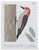 5319  - 2018 First-Class Forever Stamp - Birds in Winter: Woodpecker