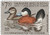 RW48  - 1981 $7.50 Federal Duck Stamp - Ruddy Ducks