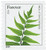 4977  - 2015 First-Class Forever Stamp - Ferns (with microprinting): Fortune's Holly Fern